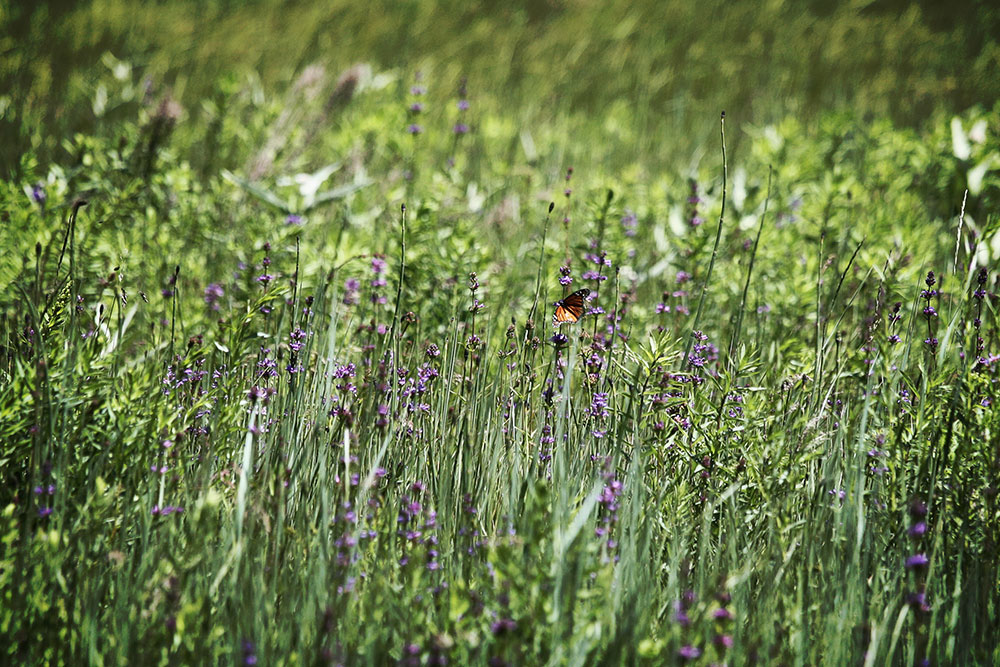 Butterfly Yosemite Valley