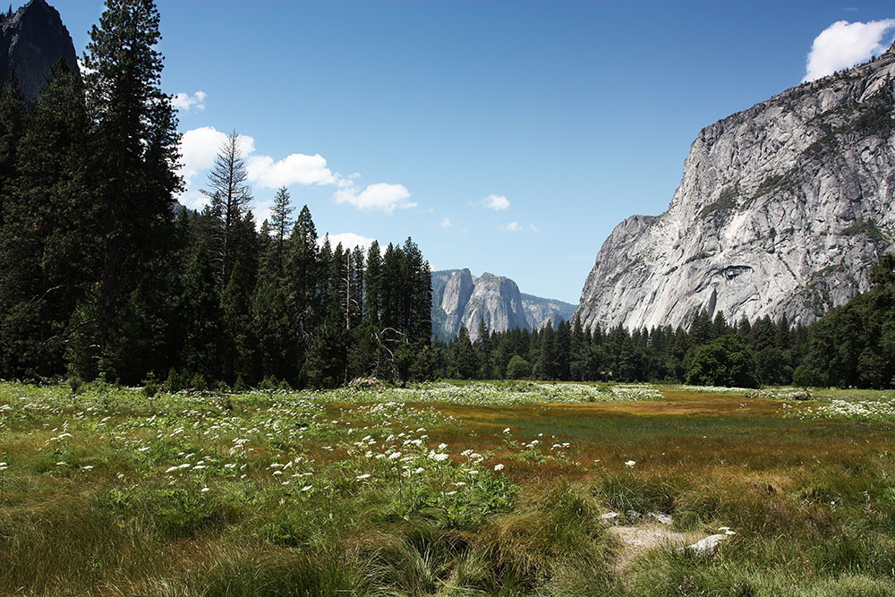 Flowers Yosemite Valley
